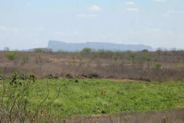A Caatinga já teve 45,4% de seu território desmatado, cerca de 400 km² a menos de vegetação original (Wikimedia Commons)