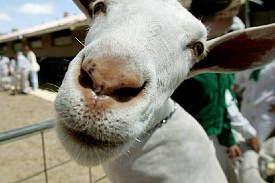 Clone de cabra ajudará no tratamento da Doença de Gaucher