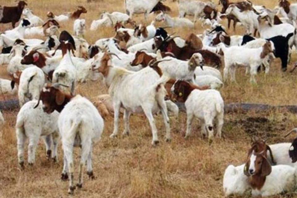 Brasil produz 1ª cabra clonada e transgênica da AL