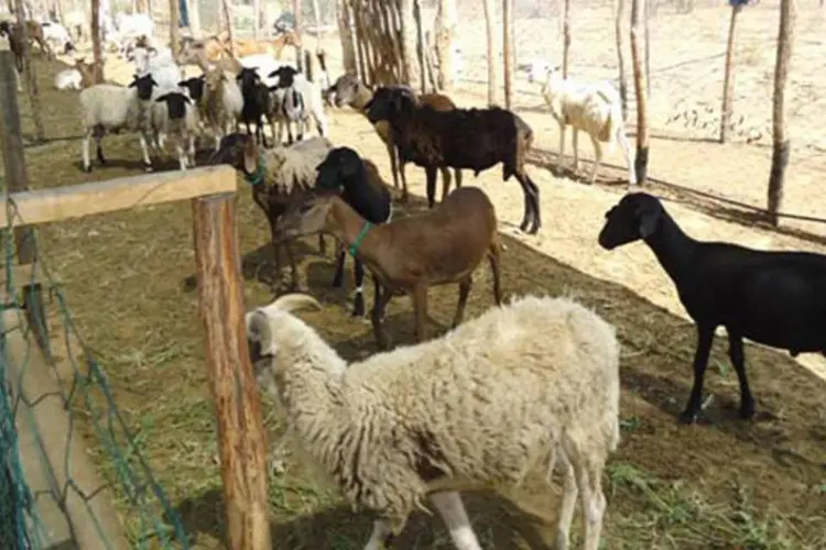 Produtores construíram um curral em parceria com o frigorífico que compra os animais
 (Sebrae/BA)