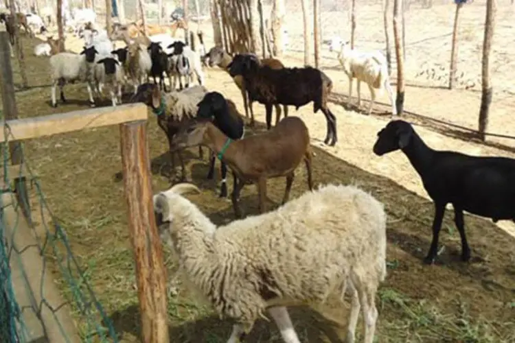 
	Cabrase ovelhas: veterin&aacute;rios que estudam a doen&ccedil;a acreditam que a l&iacute;ngua azul &eacute; end&ecirc;mica em grande parte do pa&iacute;s, mas &eacute; subnotificada.
 (Sebrae/BA)