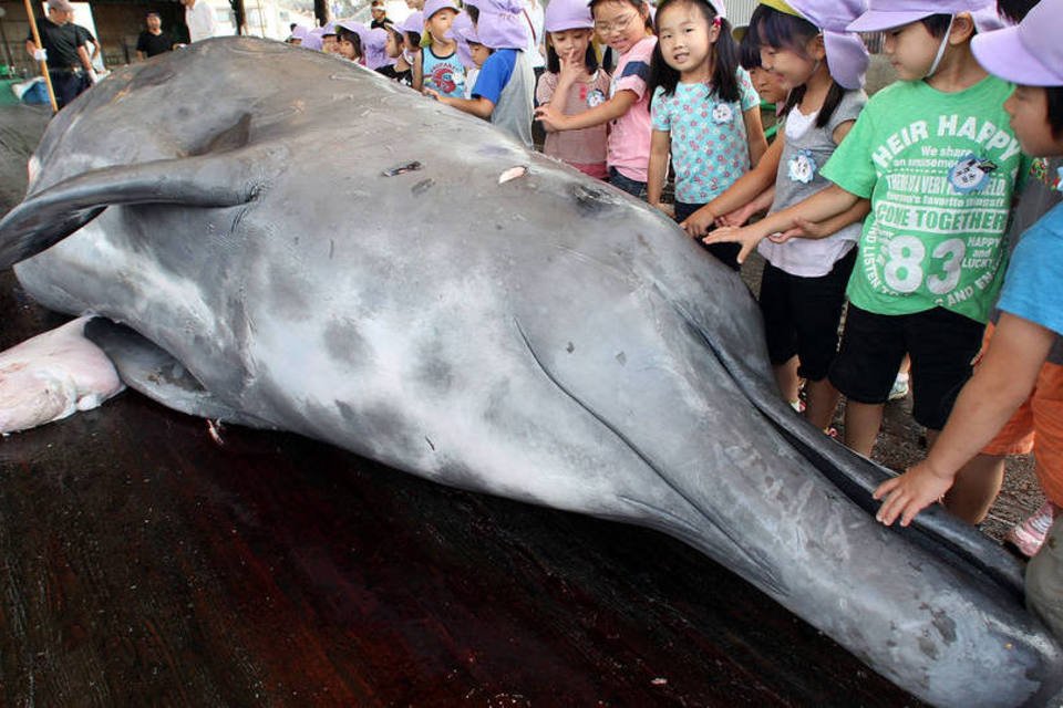 Mais de 30 países protestam contra caça de baleias do Japão