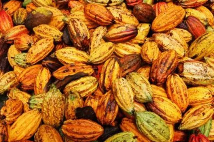 Comprador leva sementes de cacau suficiente para 5,3 bilhões de barras de chocolate e eleva os preços da commodity à recorde em 33 anos (.)