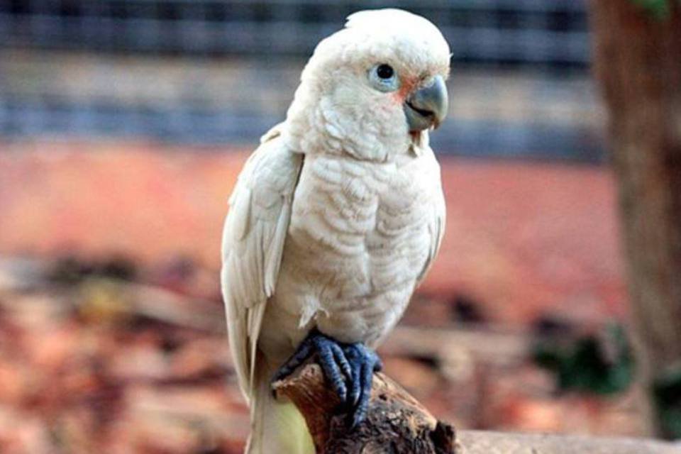 Cacatua fabrica ferramentas e impressiona cientistas