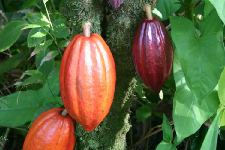 
	Cacau: flavon&oacute;is tamb&eacute;m podem ser encontrados no ch&aacute;, nas uvas e em outros frutos e legumes
 (Medicaster/Wikimedia Commons)