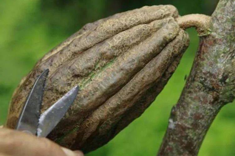 
	A Barry Callebaut &eacute; a maior fornecedora de produtos de chocolate para grandes companhias aliment&iacute;cias como a Nestl&eacute;
 (AFP/ Franck & Christine Dziubak)