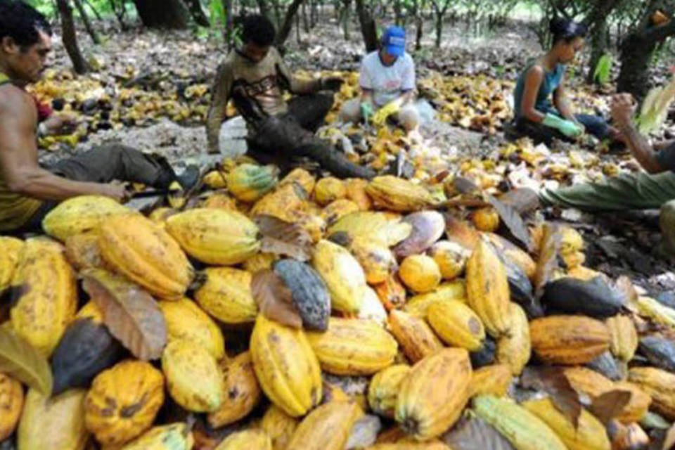 Cacau, uma opção saborosa contra o desmatamento na Amazônia