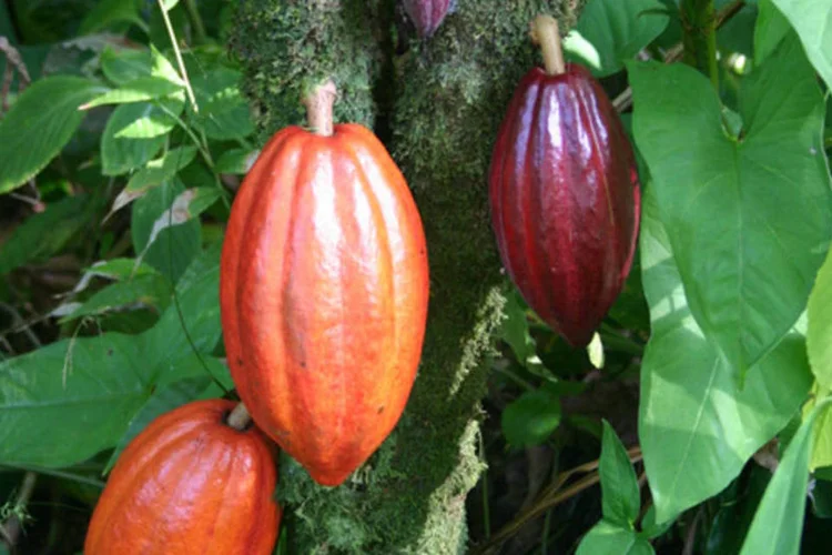 A produção de cacau em São Félix passou de 350 toneladas em 2005 a 1.500 toneladas em 2010 (Medicaster/Wikimedia Commons)