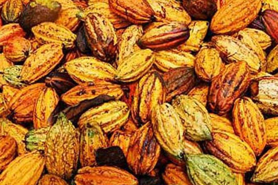 O apetite pelo chocolate consome a Amazônia