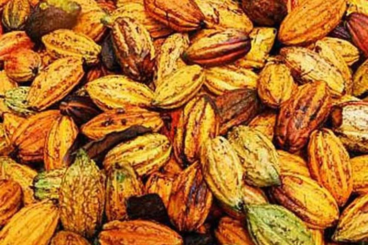 
	Sementes de cacau: um estudo demonstra com imagens de sat&eacute;lites que as planta&ccedil;&otilde;es de cacau est&atilde;o invadindo a floresta tropical amaz&ocirc;nica
 (.)