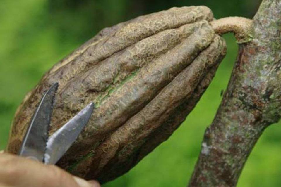 Frutos e chocolate orgânico substituem coca na Colômbia