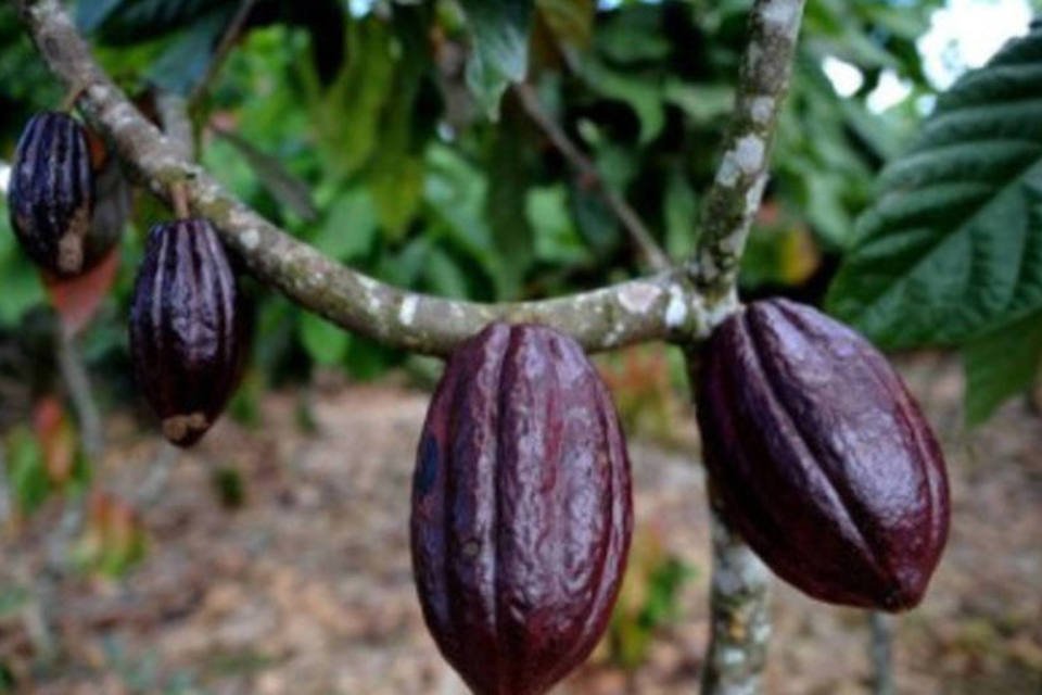 Primeira fábrica de chocolate da Amazônia é inaugurada no Pará