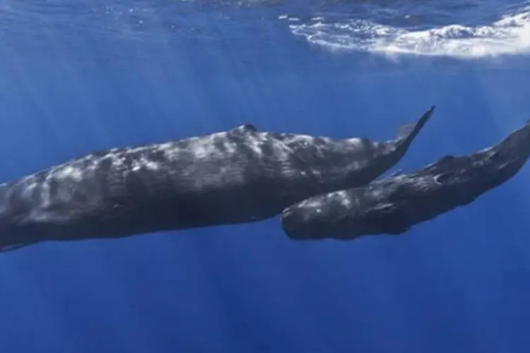 
	Cachalote: grupo de at&eacute; seis baleias havia sido avistado perto da praia na sexta
 (.)