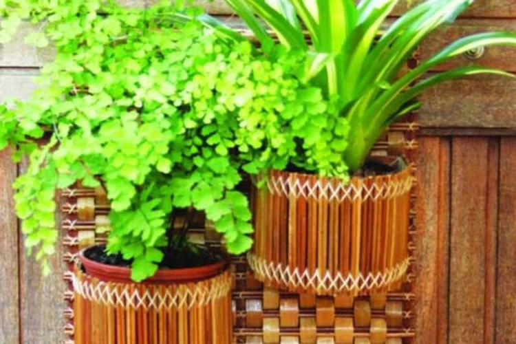 
	Plantas de sombra e meia-sombra s&atilde;o as mais recomendadas para escrit&oacute;rios
 (Divulgação)