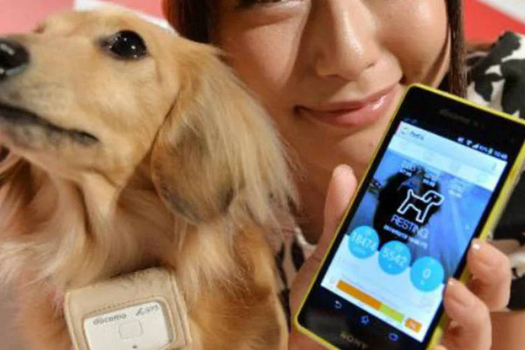 Cão usa coleira equipada com 3G e Bluetooth: coleira contém captadores, unidades de comunicação 3G e Bluetooth, além de GPS (Kazuhiro Nogi/AFP)