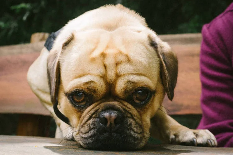 Cachorro, cão, bicho de estimação, pet (Jörg Schubert/Flickr/Creative Commons)