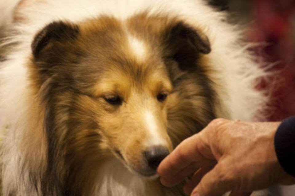 Cachorros podem lembrar e imitar ações de humanos