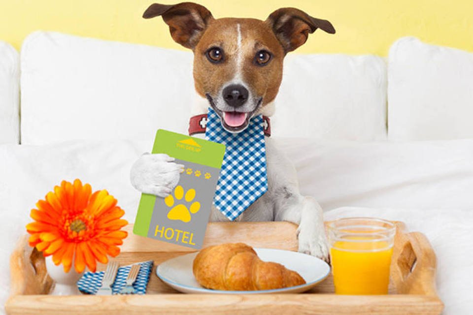 O seu cachorro é muito bem-vindo nestes 10 hotéis