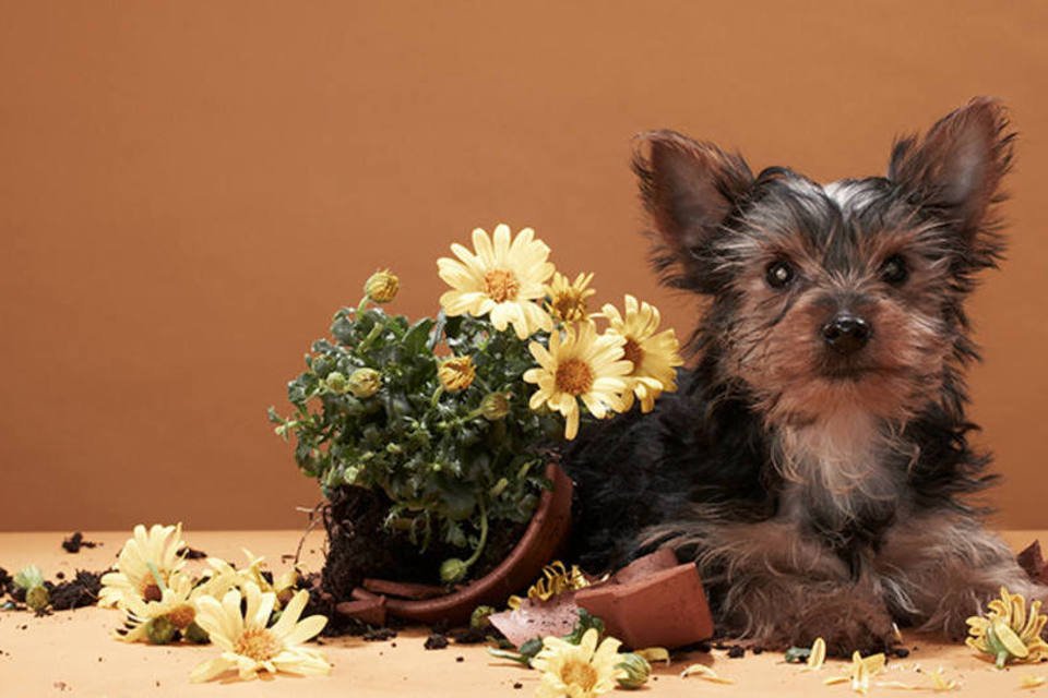 11 plantas que você deve evitar se tiver cachorros