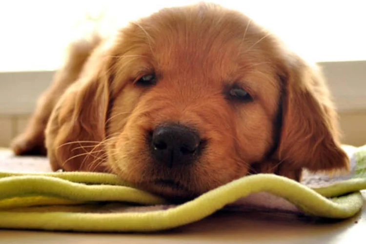 
	Cachorro: a m&eacute;dia nacional de cachorros &eacute; de 1,8 por domic&iacute;lio
 (Mariana Figueroa / Stock Xchng)