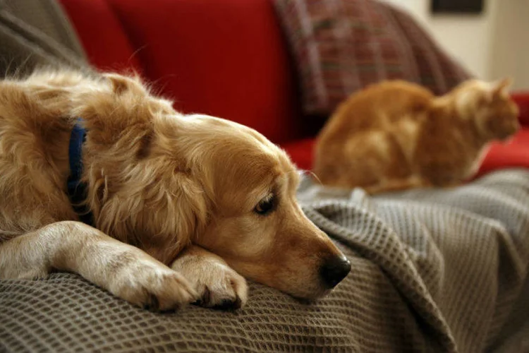 
	Pets: dos 132,4 milh&otilde;es de animais de estima&ccedil;&atilde;o no Brasil, 52,2 milh&otilde;es s&atilde;o cachorros e 22,1 milh&otilde;es s&atilde;o gatos
 (Janie Airey/Think Stock)