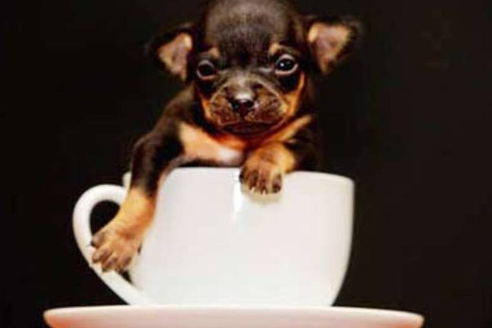É hora de comer seu cachorro?
