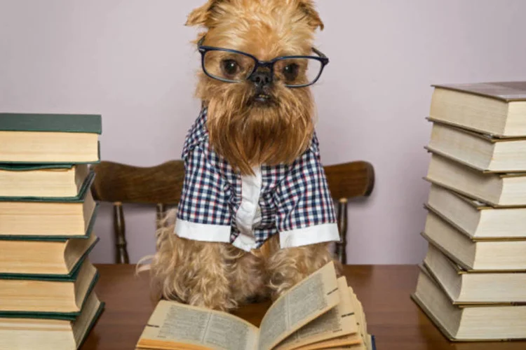 
	Cachorro: vem de catulus que significa &quot;c&atilde;o pequeno&quot; em latim
 (ThinkStock)