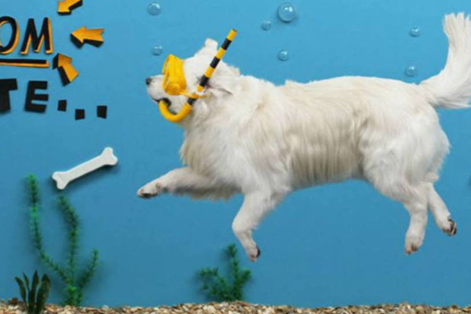 Agência faz stop motion com cães reais