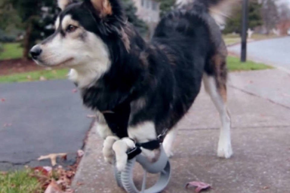 Cachorro aprende a andar: equipe pode criar, em poucas horas, uma prótese com acabamentos confortáveis de borracha. (Reprodução/YouTube)