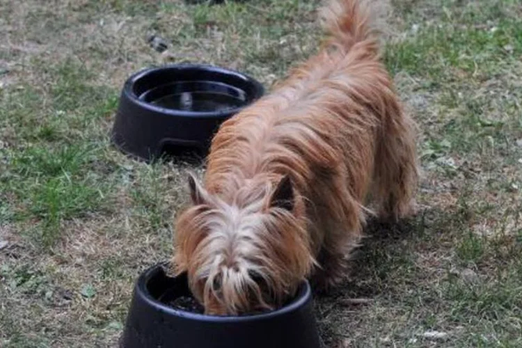 
	Cachorro: causas espec&iacute;ficas dos envenenamentos ainda n&atilde;o foram descobertas
 (Georges Gobet/AFP)