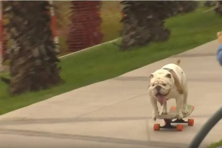 
	Otto, o cachorro que atravessou de skate um t&uacute;nel humano formado por 30 pessoas
 (Reprodução/YouTube)