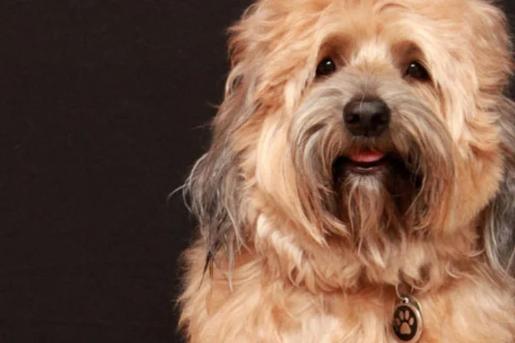 
	Cachorro: animais nos ensinam li&ccedil;&otilde;es de vida, como aproveitar o presente e amar mais
 (Sue Byford / Stock Xchng)