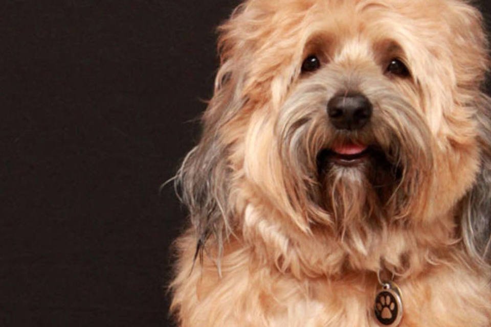 10 coisas que cachorros ensinam sobre o que de fato importa