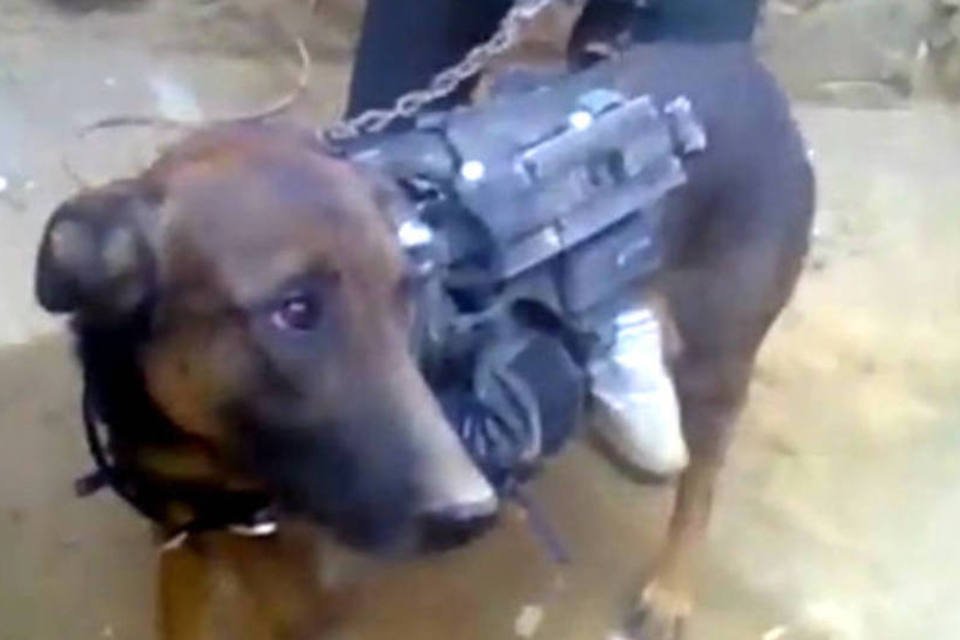 Taleban sequestra cachorro do exército britânico