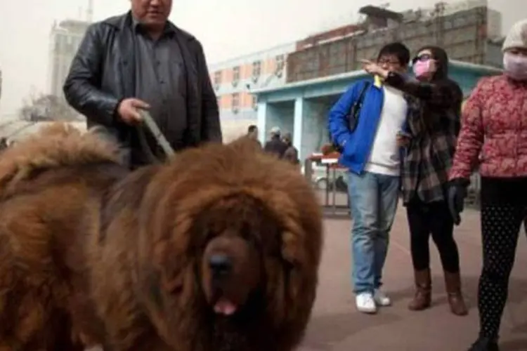 Cachorro tibetano na China 9 de março de 2013 (©afp.com / Ed Jones)