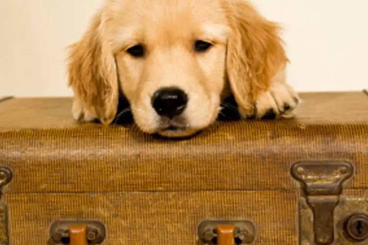 
	Cachorro com mala de viagem: n&atilde;o &eacute; s&oacute; voc&ecirc; que curte aproveitar o feriad&atilde;o para fugir da rotina em um lugar diferente
 (Getty Images)