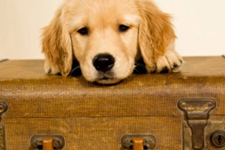 
	Cachorro com mala: proposta aprovada nesta quarta autoriza transporte de animais com at&eacute; 10 quilos
 (Getty Images)