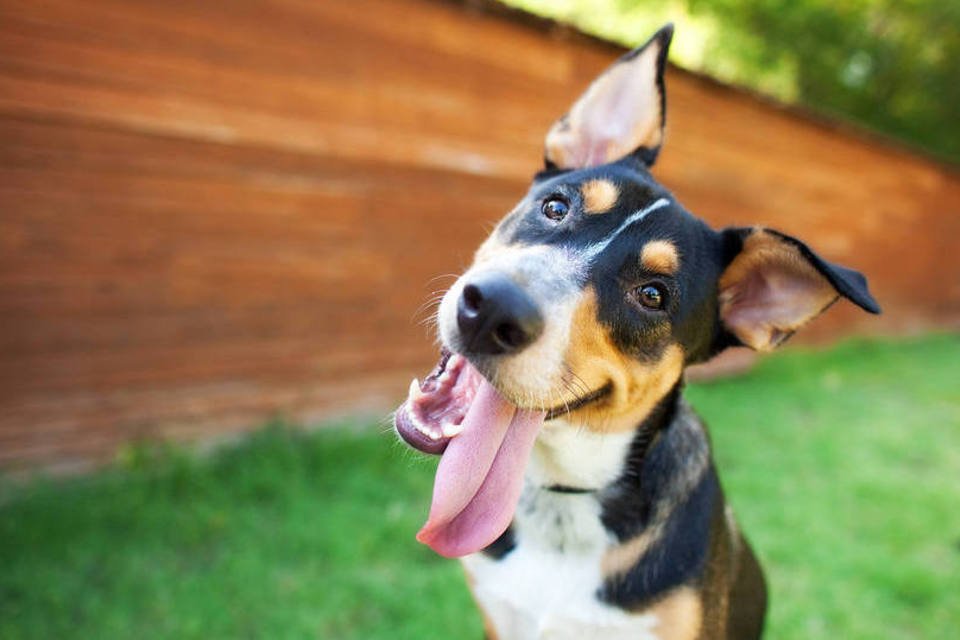 Cães distinguem palavras com mesma região cerebral que homem