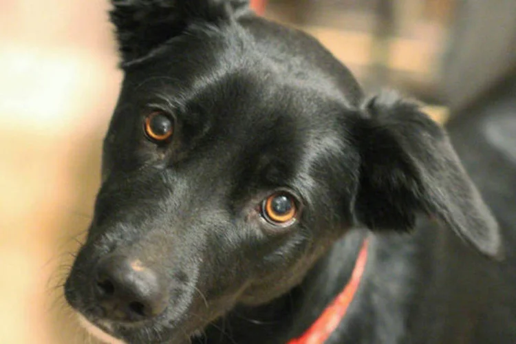 
	Cachorro: no entanto, animais n&atilde;o podem ser carregados nos coletivos nos hor&aacute;rios de pico
 (Flickr/Dave Edens)