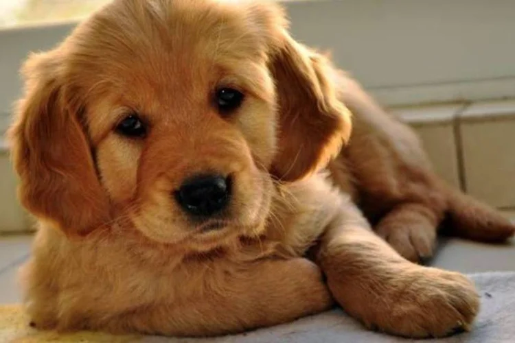 Especialistas dizem que praticar ioga com seu animal de estimação pode ajudar a acalmar tanto o dono quanto seu companheiro (Stock.xchng)
