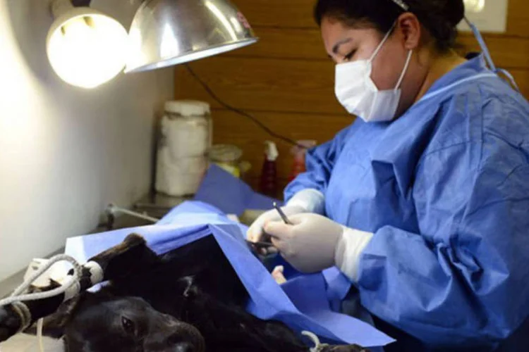 
	Veterin&aacute;ria realiza uma cirurgia de castra&ccedil;&atilde;o em um c&atilde;o na Cidade do M&eacute;xico: a capital conta com 1,2 milh&atilde;o de c&atilde;es, sendo que 127.000 est&atilde;o abandonados pelas ruas (Alfredo Estrella/AFP)