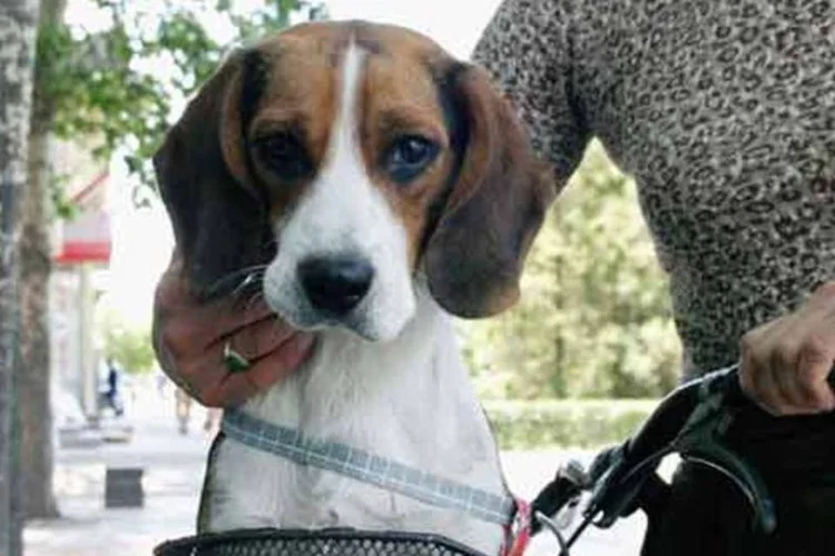 O serviço de resgate de bichos de estimação já tem 259 clientes, que pagaram 135 dólares por animal  (Getty Images)