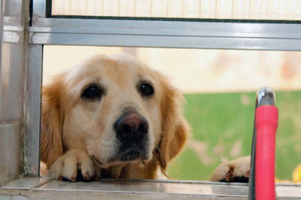 Animais podem ser enterrados em cemitérios de SP