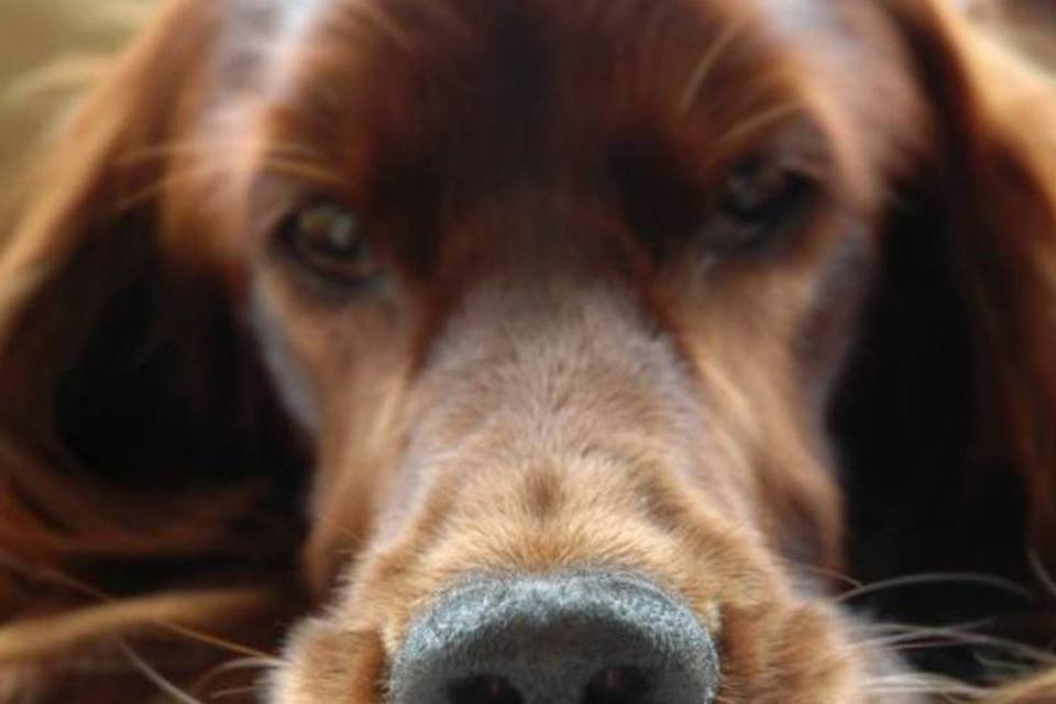 Cães no trabalho diminuem stress de funcionários