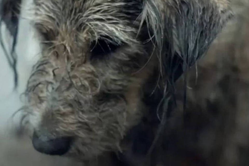 Pedigree mostra a diferença entre um bom e mau cachorro