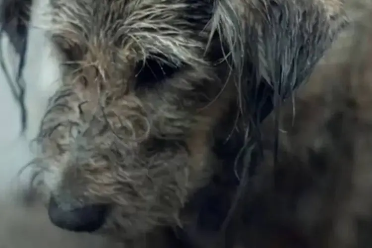 Cachorro Mojo em um vídeo da Pedigree que incentiva a adoção de cães (Reprodução)