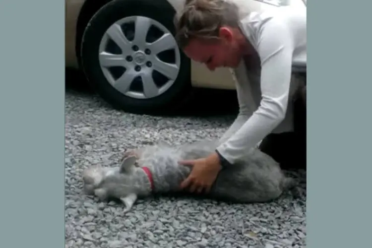 Cachorra desmaia de emoção ao reencontrar um membro da família que não via há dois anos (Reprodução/ Youtube)
