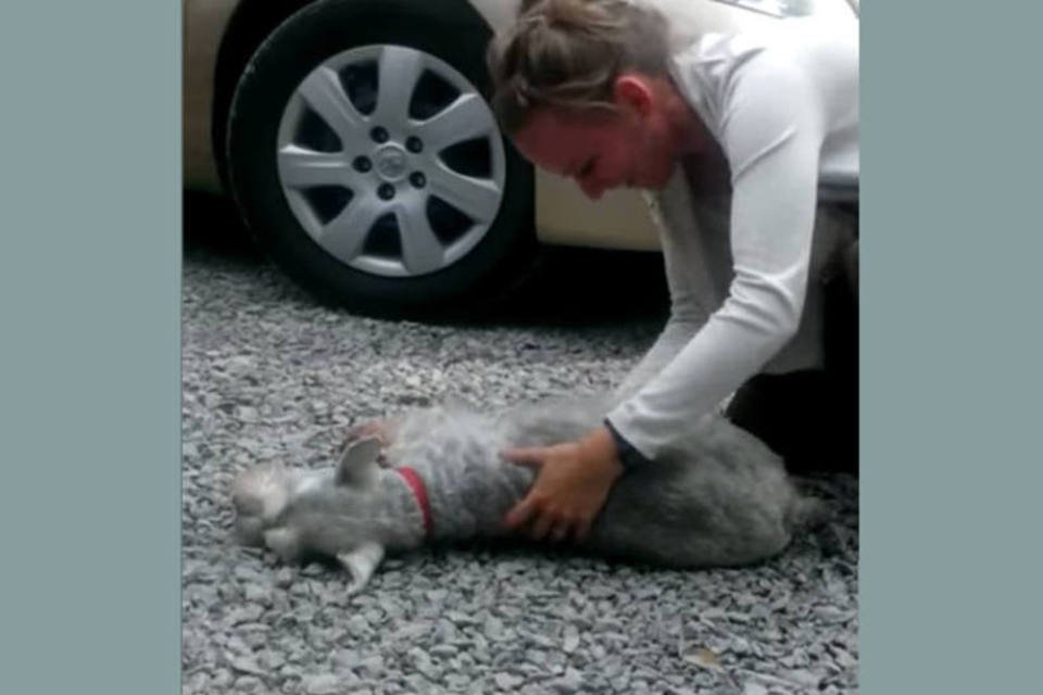 Cachorro desmaia de emoção ao ver dona e vídeo se torna hit