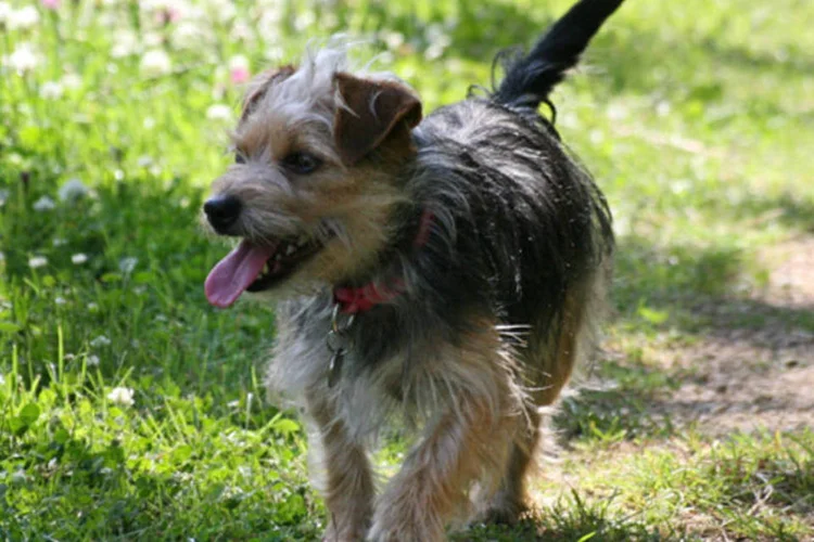 Cachorro anda na grama: "O interessante é que algumas dessas pessoas não são do município e só vêm aqui para passear com seu cachorro", afirmou Juana (BeverlyLR)