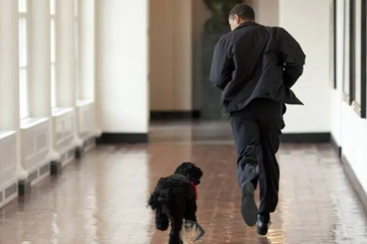 
	Obama corre na Casa Branca com o c&atilde;o da fam&iacute;lia: Bo, um c&atilde;o d&#39;&aacute;gua portugu&ecirc;s, chegou a Washington quando tinha poucos meses de vida, em abril de 2009
 (Getty Images)